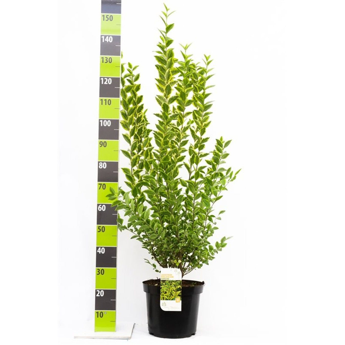 Liguster – Ligustrum ovalifolium 'Aureum' - C12 100-125 CM